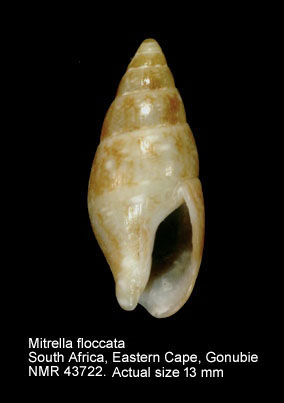 Mitrella floccata.jpg - Mitrella floccata(Reeve,1859)